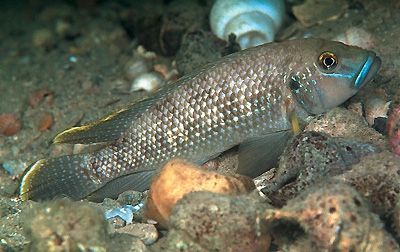 Lamprologus callipterus 'Moliro'